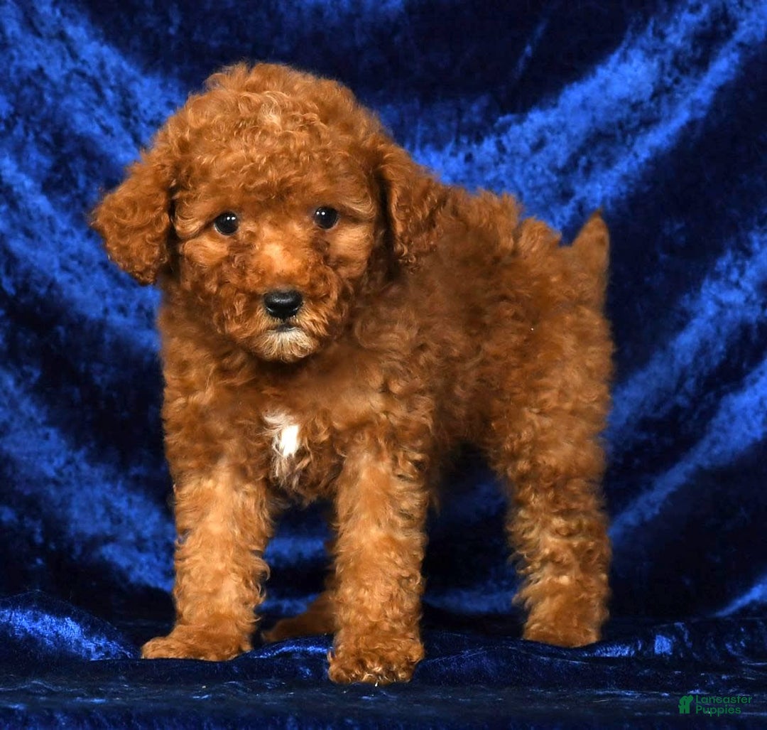 Mini Goldendoodle dogs for sale: Daisy - Image 9