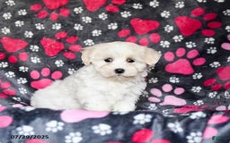 Maltese dogs for sale: Nollie - Image 1