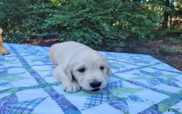 Golden Retriever dogs for sale: Brim - Image 4