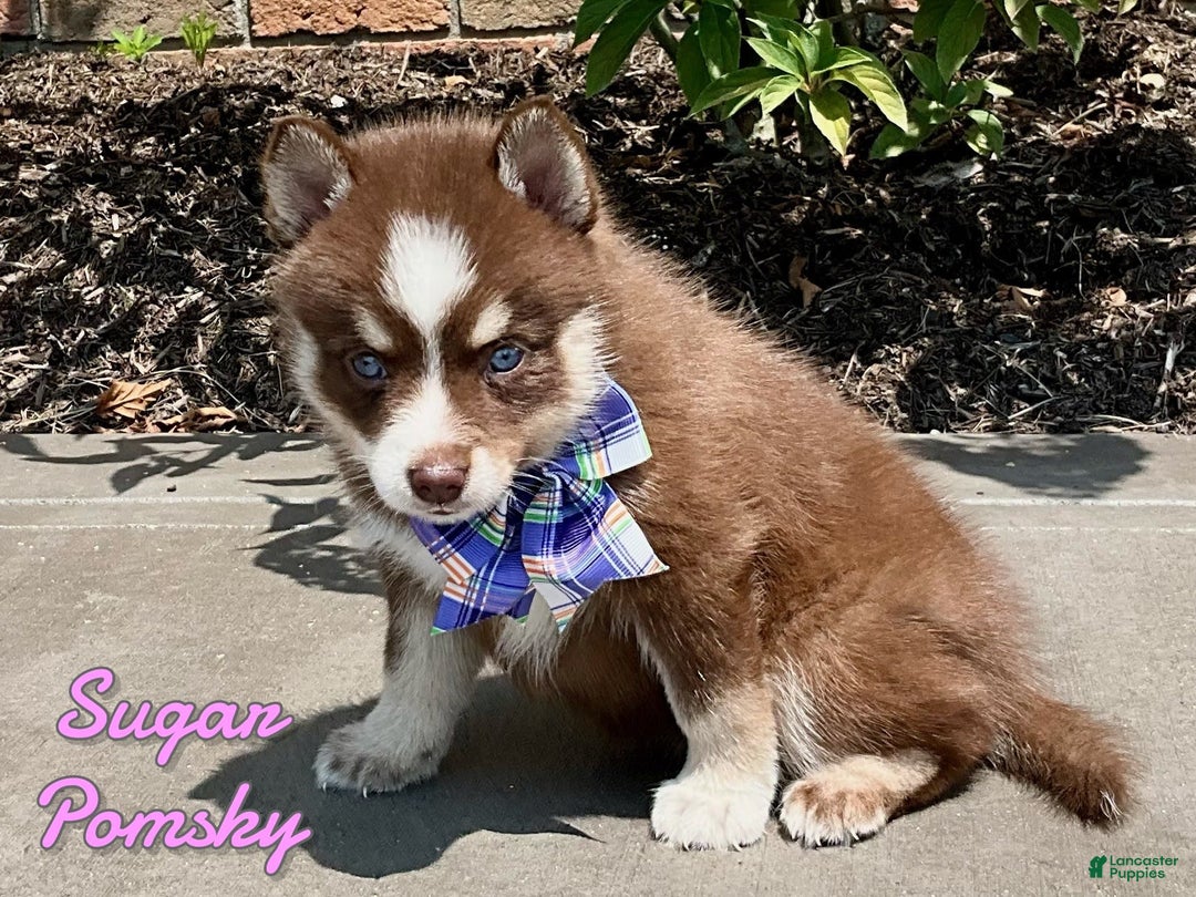 Pomsky dogs for sale: Sugar - Image 1