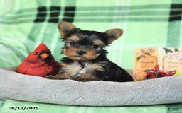 Yorkshire Terrier dogs for sale: Lacey - Image 1