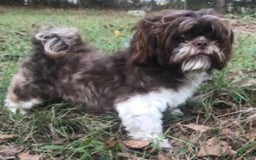 Shih Tzu dogs for sale: Beauty-mini - Image 11