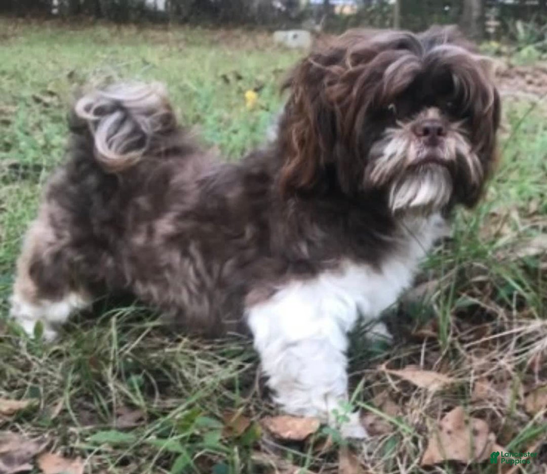 Shih Tzu dogs for sale: Beauty-mini - Image 11