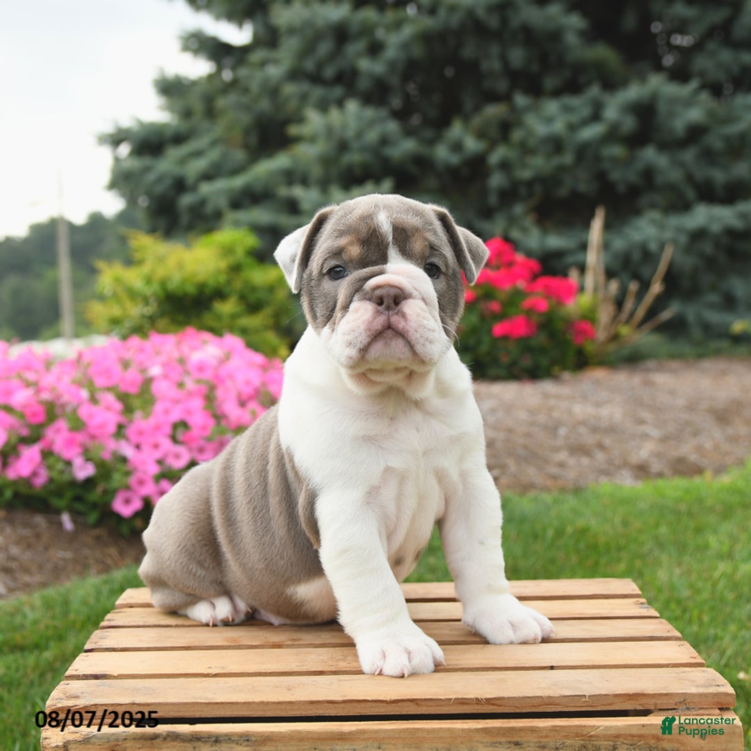 English Bulldog dogs for sale: Sydney - Image 2