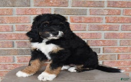 Bernedoodle dogs for sale: Kyla - Image 7