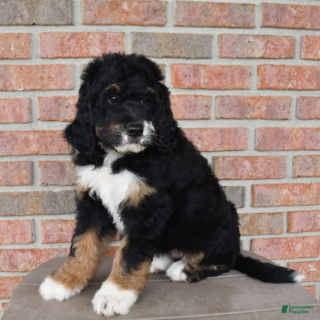 Bernedoodle dogs for sale: Kyla - Image 7