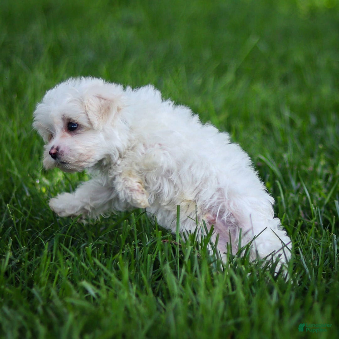 Maltese dogs for sale: Reign - Image 6