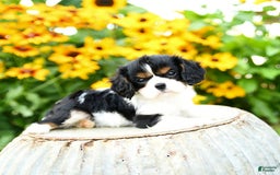 Cavalier King Charles Spaniel dogs for sale: Mason - Image 1