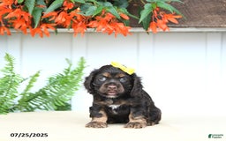 Cocker Spaniel dogs for sale: Nikki - Image 1