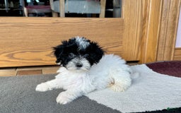 Havapoo dogs for sale: Norm - Image 3