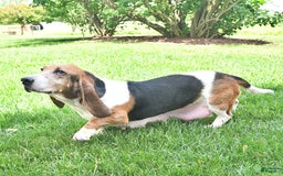 Basset Hound dogs for sale: Victor - Image 10