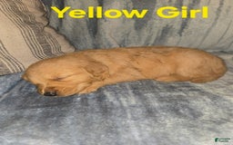 Golden Retriever dogs for sale: Yellow Girl - Image 2