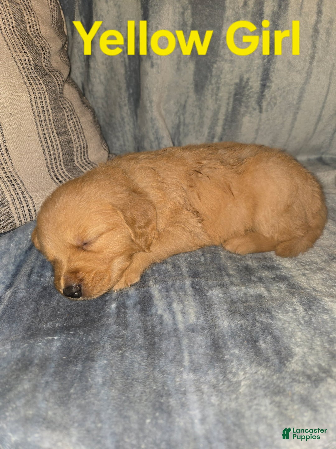 Golden Retriever dogs for sale: Yellow Girl - Image 2