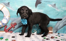 Labrador Retriever dogs for sale: Obsidian - Image 1