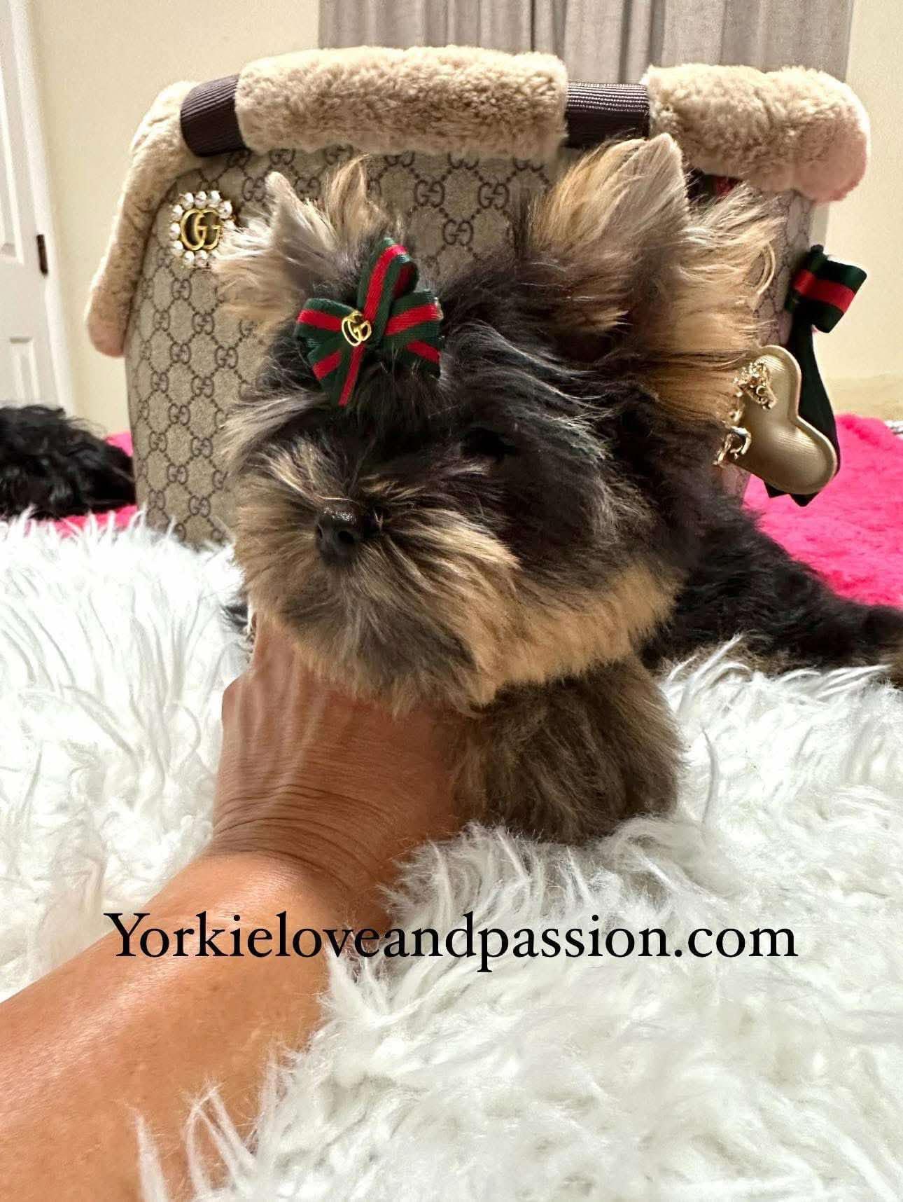 Yorkshire Terrier dogs for sale: Yorkshire Terrier 5 puppies - Image 30