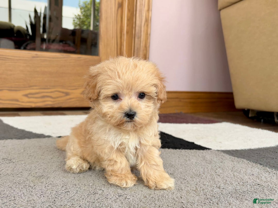 Maltipoo dogs for sale: Tiny - Image 7