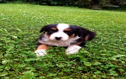 Australian Shepherd dogs for sale: Parker - Image 1