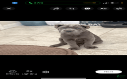 Cane Corso dogs for sale: Deebo - Image 3