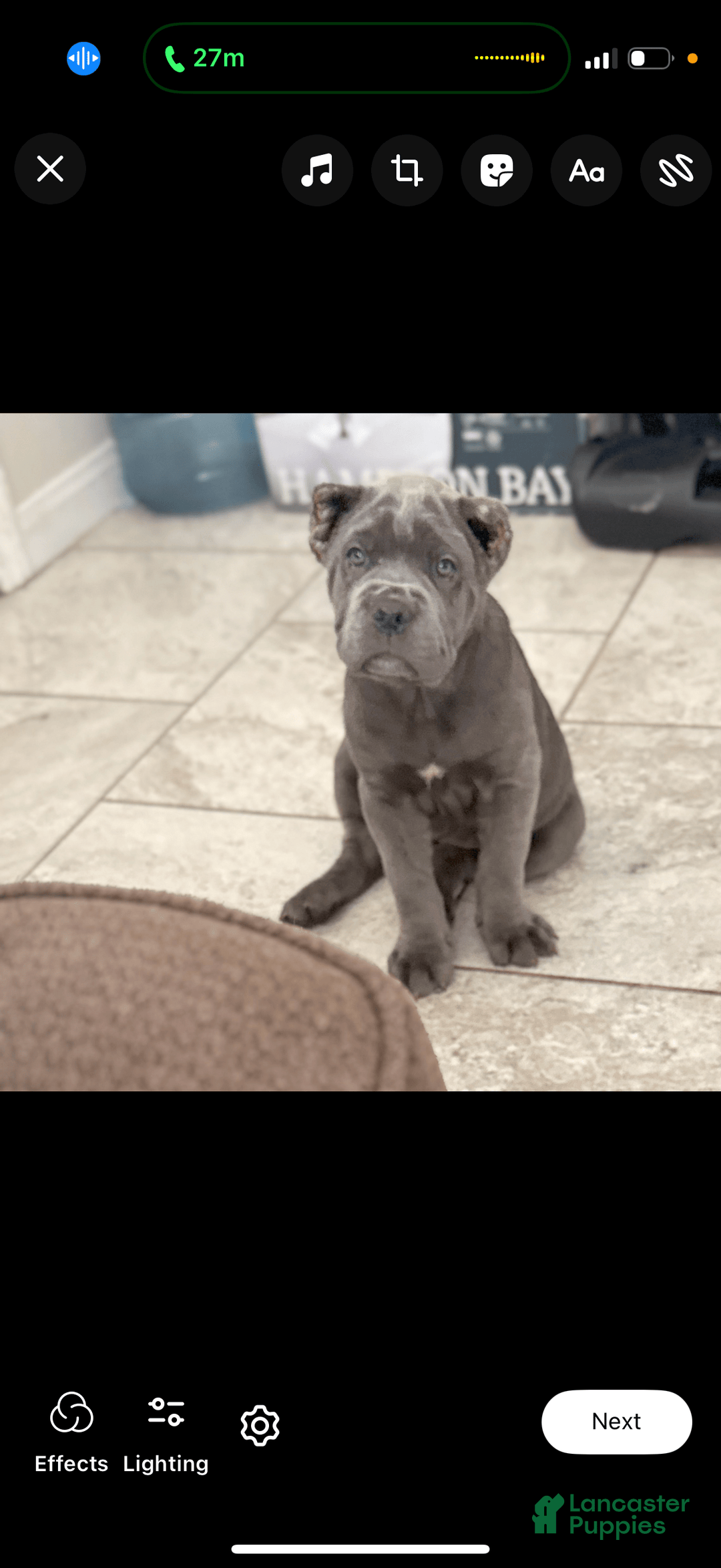 Cane Corso dogs for sale: Deebo - Image 3