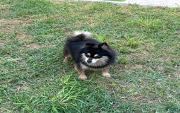 Pomeranian dogs for sale: Annabelle - Image 4