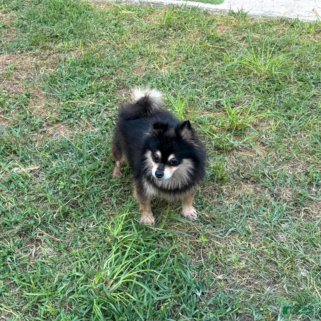 Pomeranian dogs for sale: Annabelle - Image 4