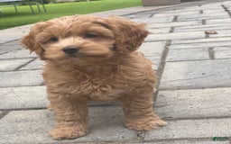 Cockapoo dogs for sale: Nellie - Image 4