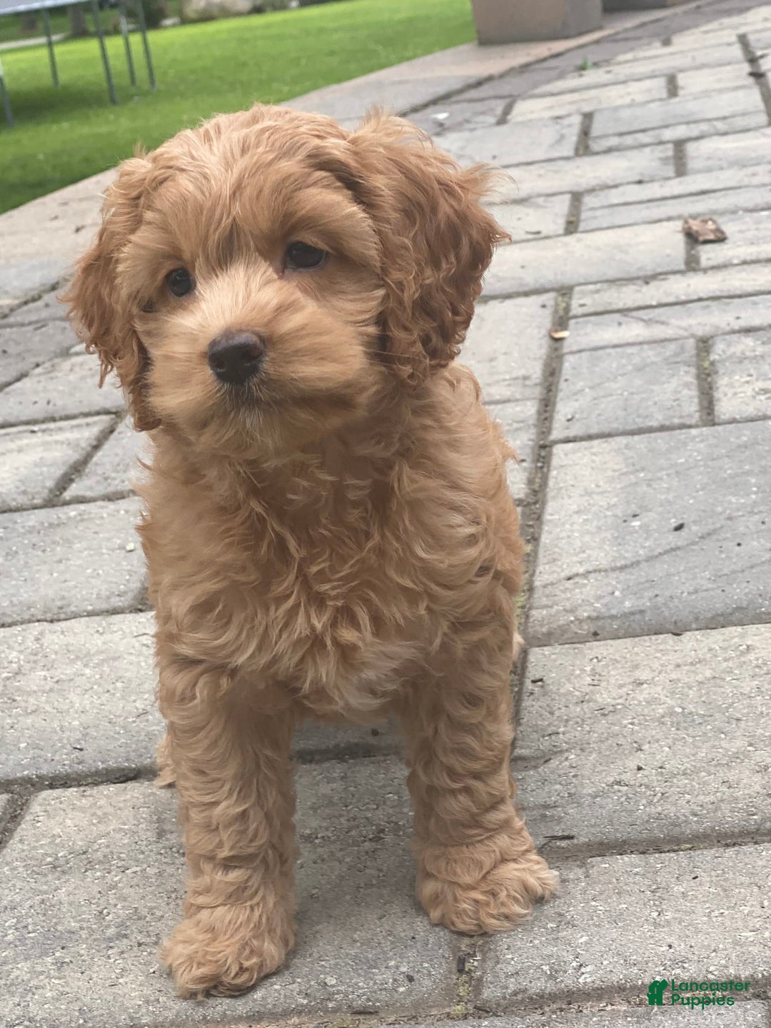 Cockapoo dogs for sale: Nellie - Image 4