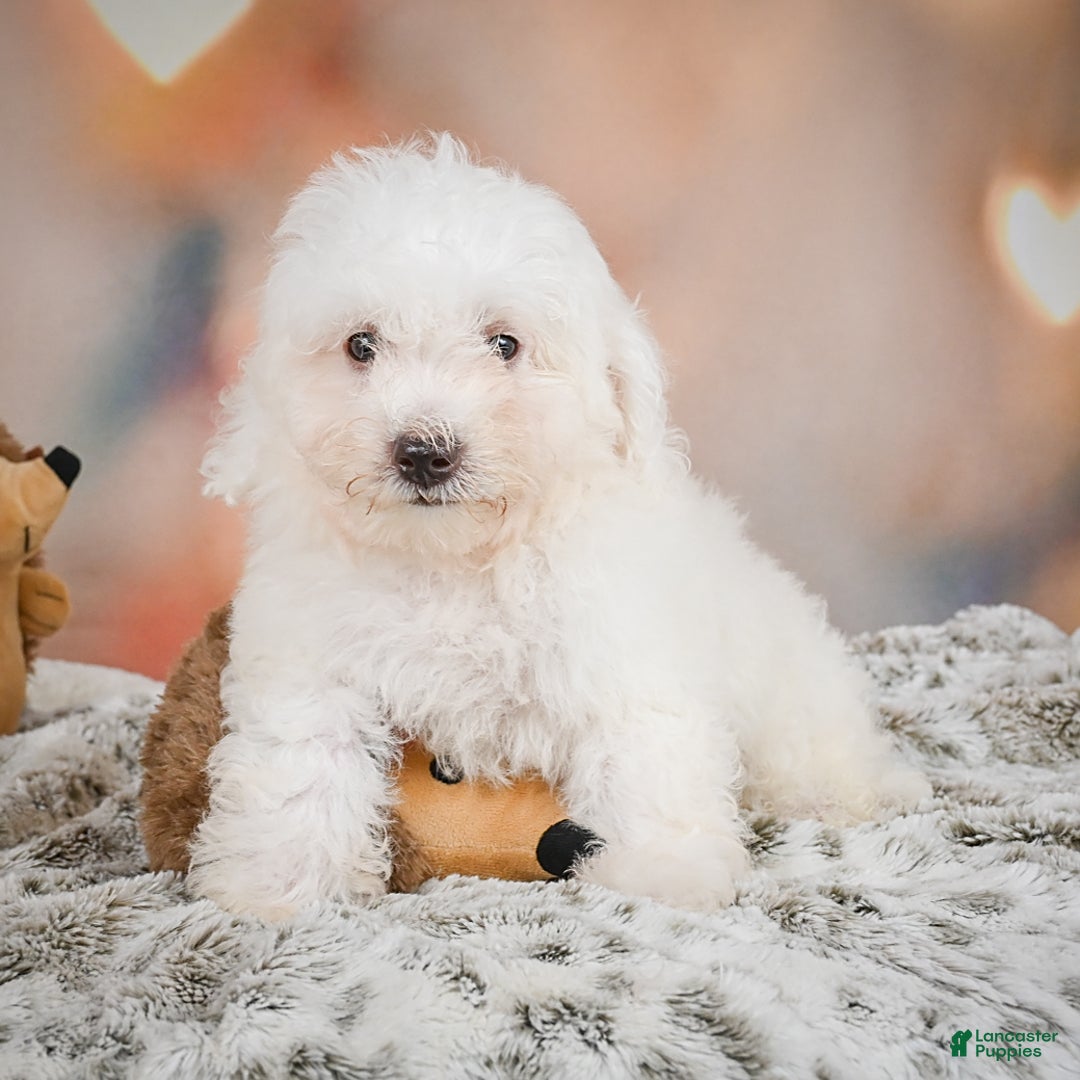 Bichon Frise dogs for sale: Kendrick - Image 13