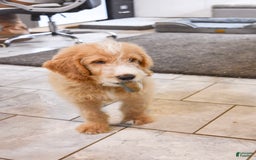 Goldendoodle dogs for sale: Archie - Image 3