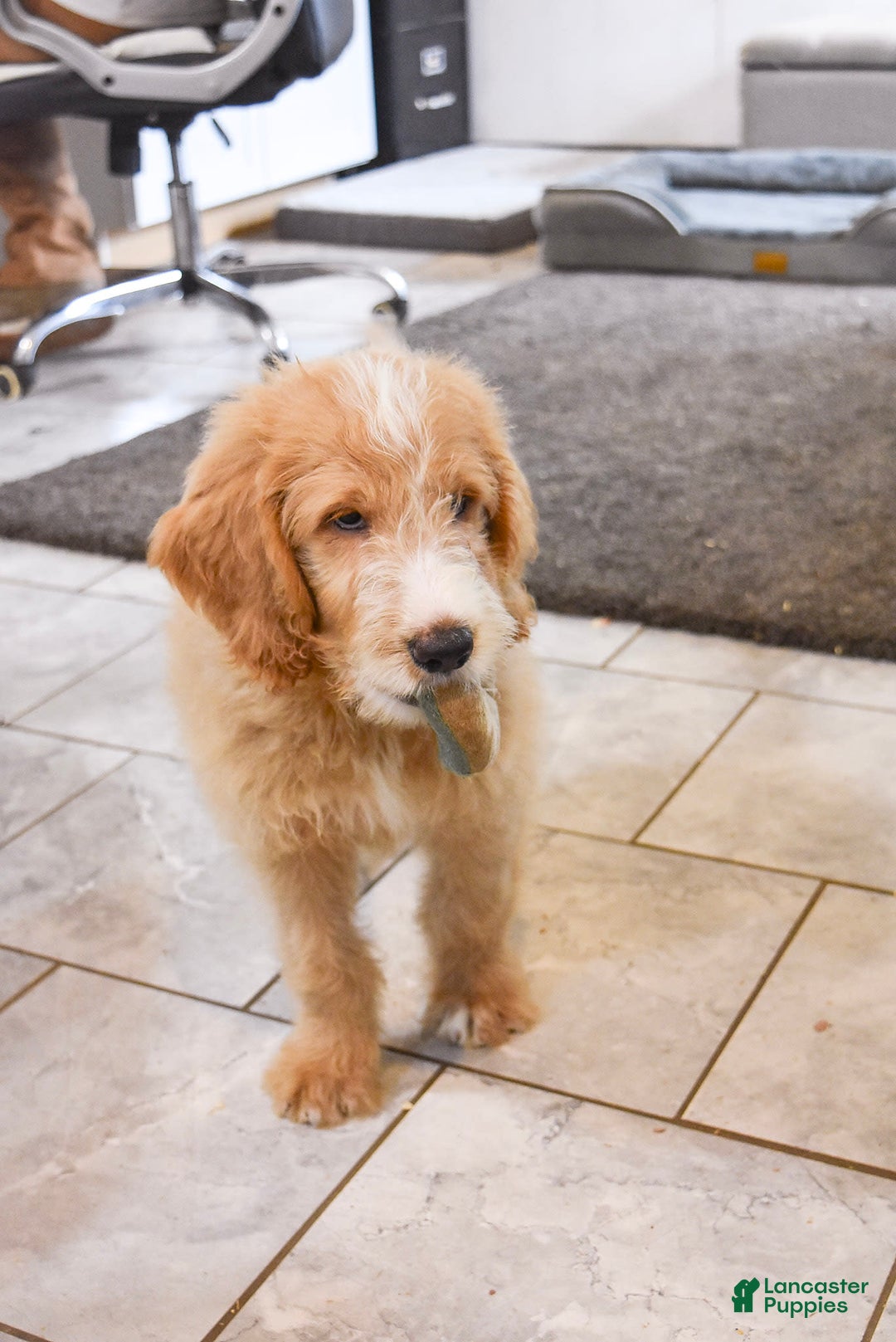 Goldendoodle dogs for sale: Archie - Image 3