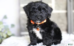 Yorkiepoo dogs for sale: Roo - Image 6