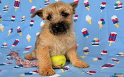 Cairn Terrier dogs for sale: Cassie - Image 7