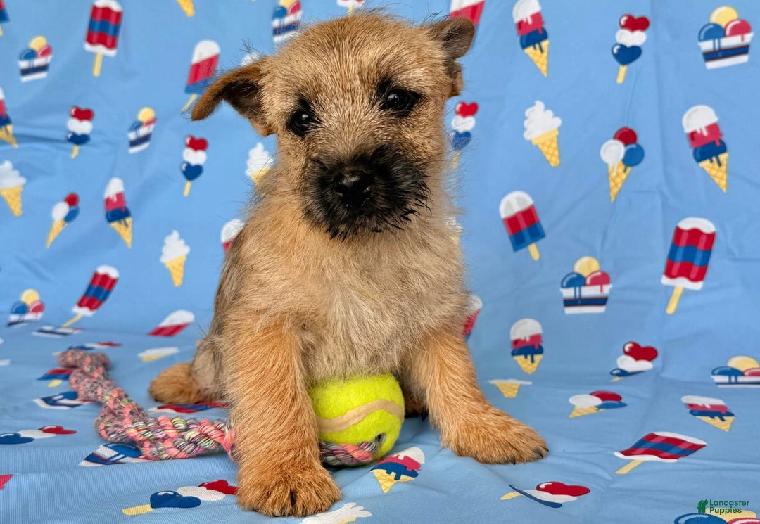 Cairn Terrier dogs for sale: Cassie - Image 7