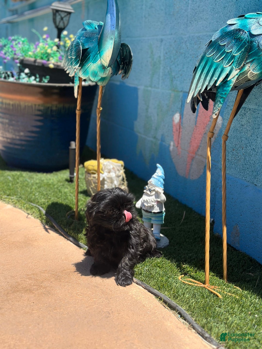 Shih Tzu dogs for sale: Sasha - Image 6