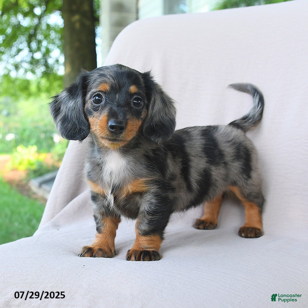 Miniature Dachshund dogs for sale: Misty - Image 1