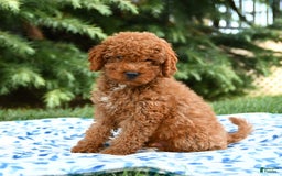 Mini Goldendoodle dogs for sale: Gulliver - Image 7