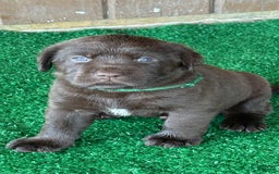 Labrador Retriever dogs for sale: Labrador Retriever 3 puppies - Image 7