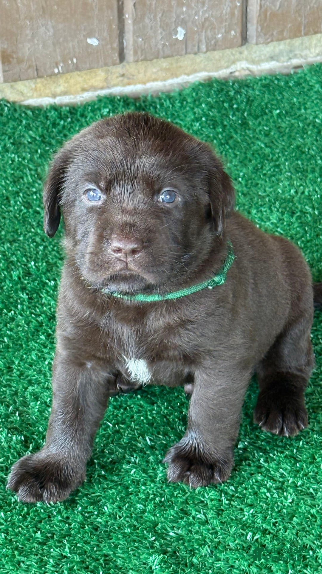 Labrador Retriever dogs for sale: Labrador Retriever 3 puppies - Image 7