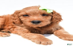 Mini Goldendoodle dogs for sale: Timmy - Image 8