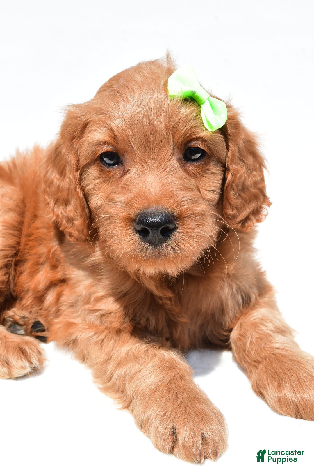 Mini Goldendoodle dogs for sale: Timmy - Image 8
