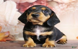 Dachshund dogs for sale: Snoopy - Image 1