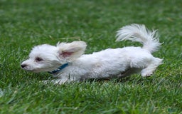 Maltese dogs for sale: Sterling - Image 8