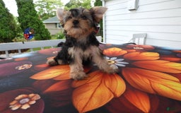 Yorkshire Terrier dogs for sale: Cc - Image 25