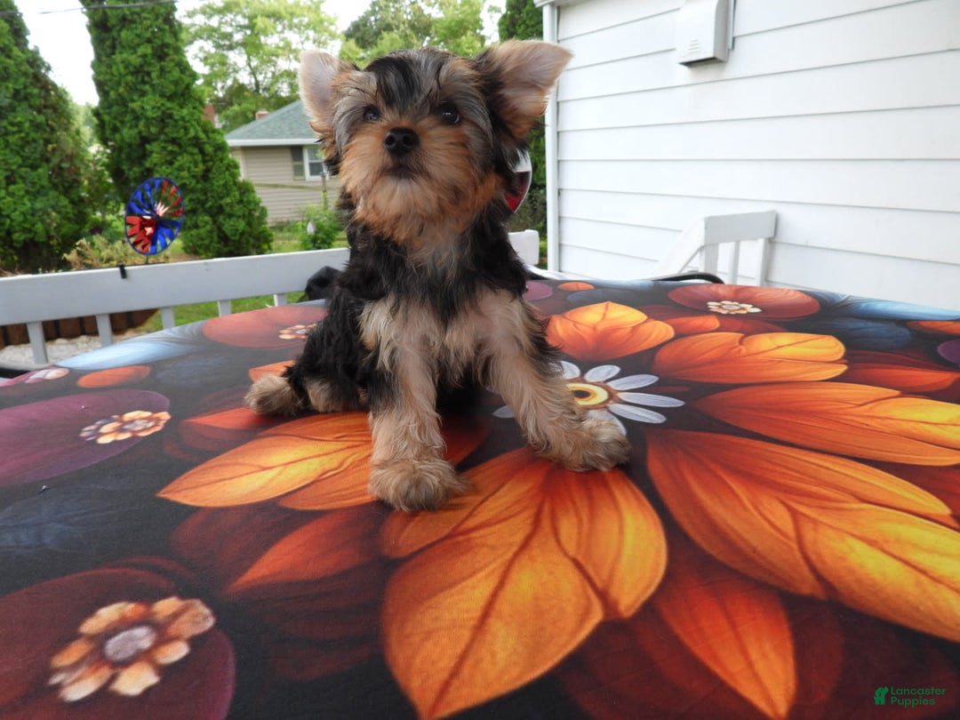 Yorkshire Terrier dogs for sale: Cc - Image 25
