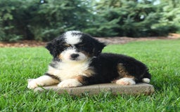 Mini Bernedoodle dogs for sale: Pepper - Image 7