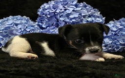 Jack Russell Terrier dogs for sale: Penny - Image 1