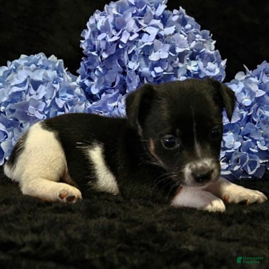 Jack Russell Terrier dogs for sale: Penny - Image 1