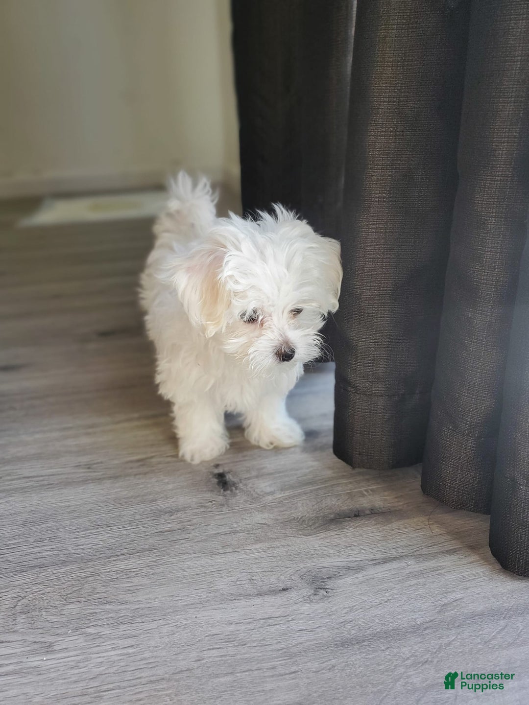 Maltese dogs for sale: Papaya - Image 9