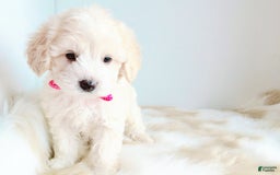Maltipoo dogs for sale: Princess - Image 2