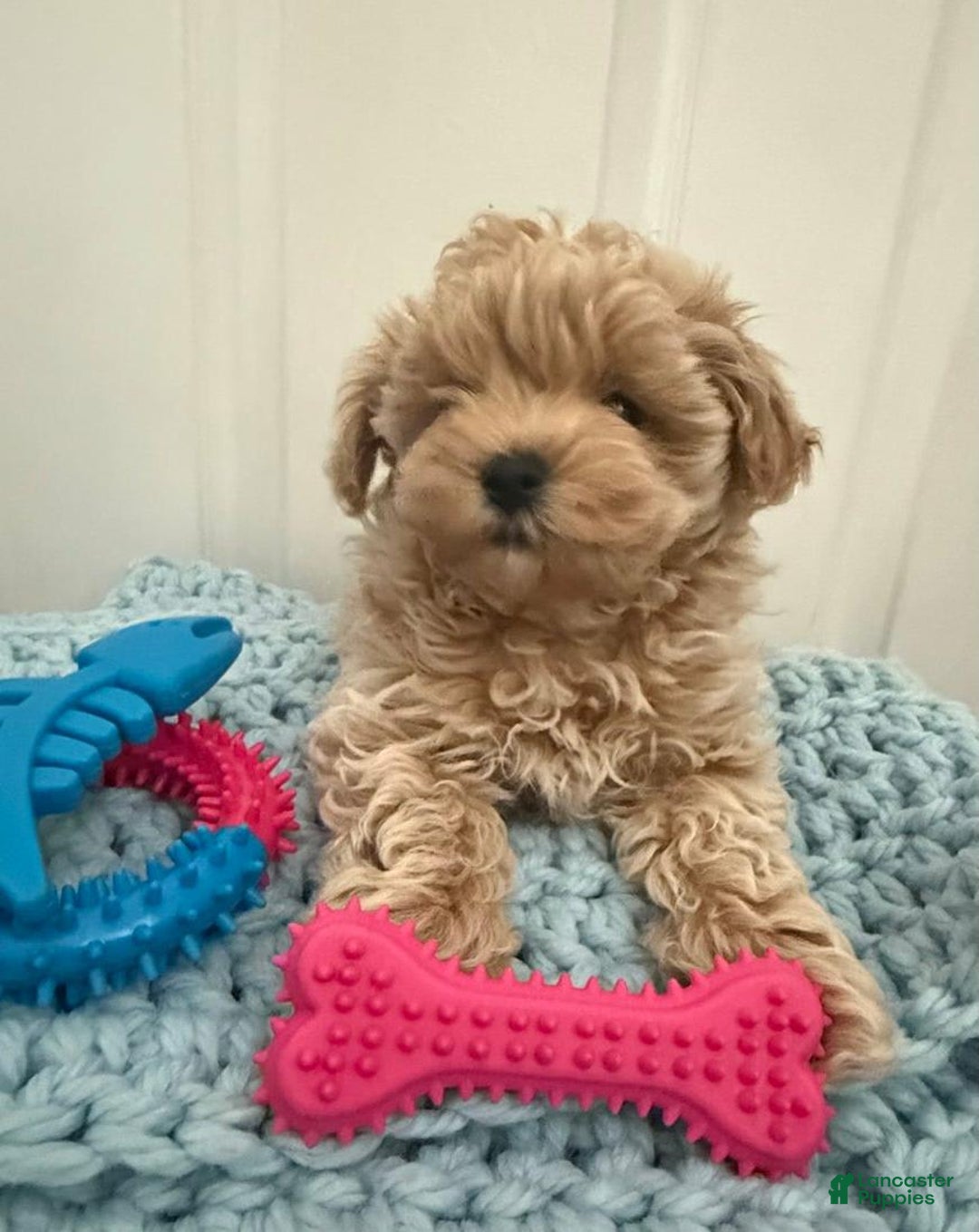 Maltipoo dogs for sale: Matt - Image 2